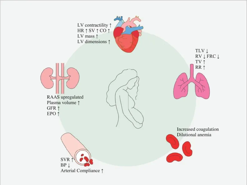 Physiologic Changes in Pregnancy