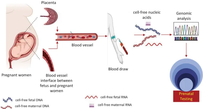 Cell-free DNA screening process for prenatal testing