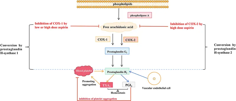Aspirin mechanism in preeclampsia prevention