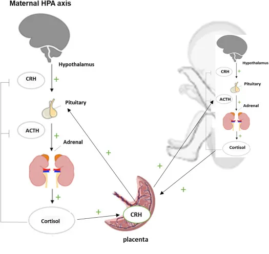 Maternal and Fetal HPA Axis and Placental CRH