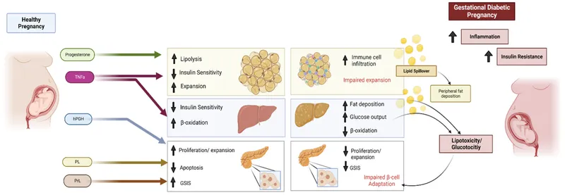 Hormonal basis of insulin resistance in pregnancy