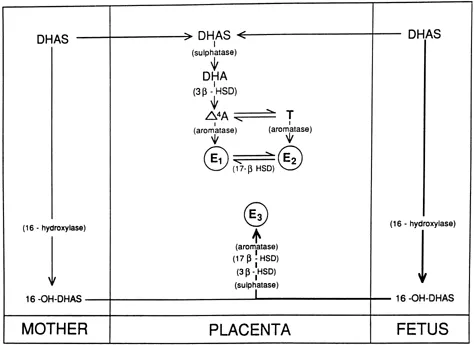 Estriol Synthesis in the Feto-Placental Unit