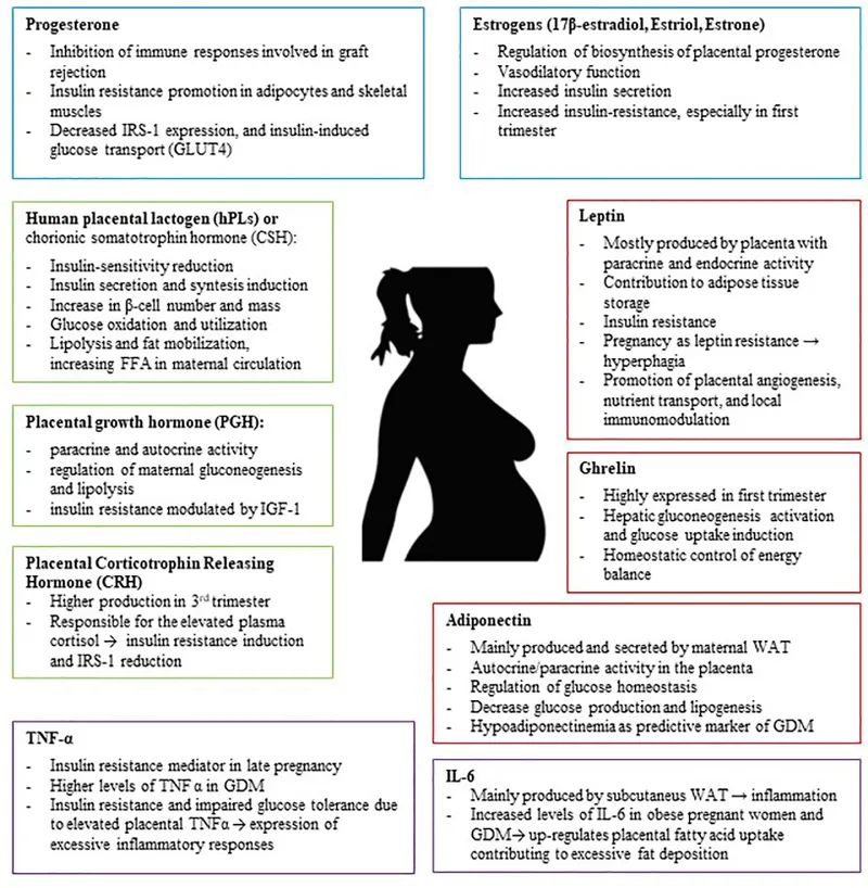 Placental Hormones and Their Metabolic Effects in Pregnancy