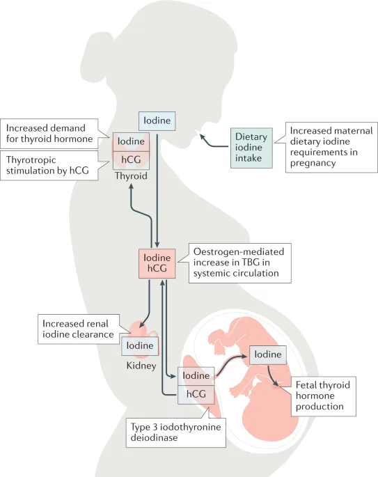 Iodine and Thyroid Hormone Metabolism in Pregnancy