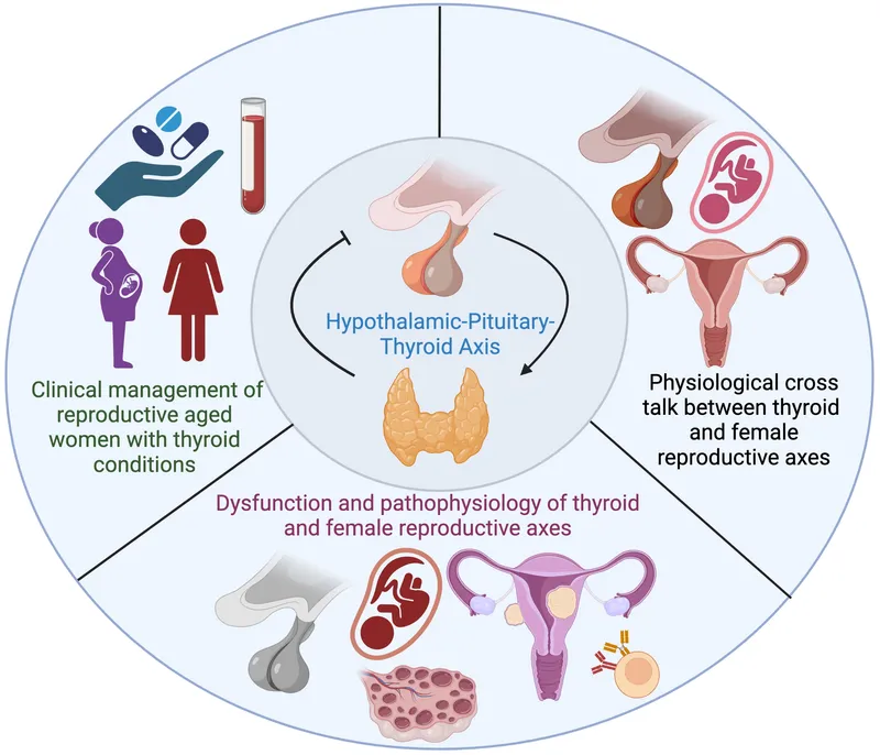 Thyroid and Female Reproductive Axes Interaction Diagram