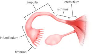 Anatomy of the Fallopian Tube