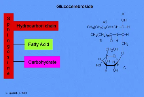 Hormone Replacement Therapy Types and Admin