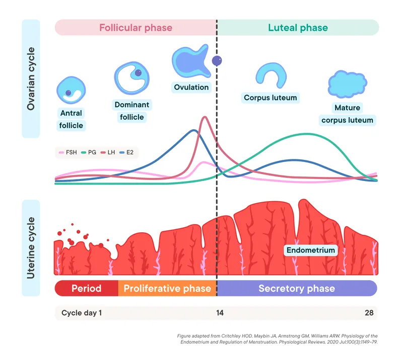 Ovarian and Uterine Cycles with Hormone Levels