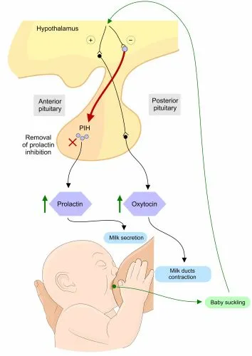 Hormonal Control of Lactation