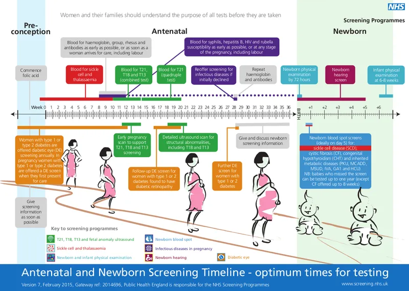 Antenatal and Newborn Screening Timeline