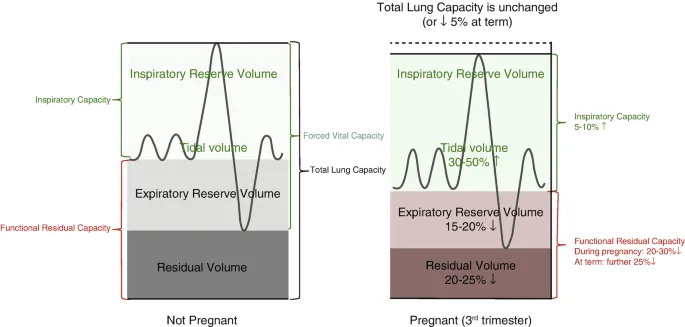 Lung Volumes: Pregnant vs Non-Pregnant