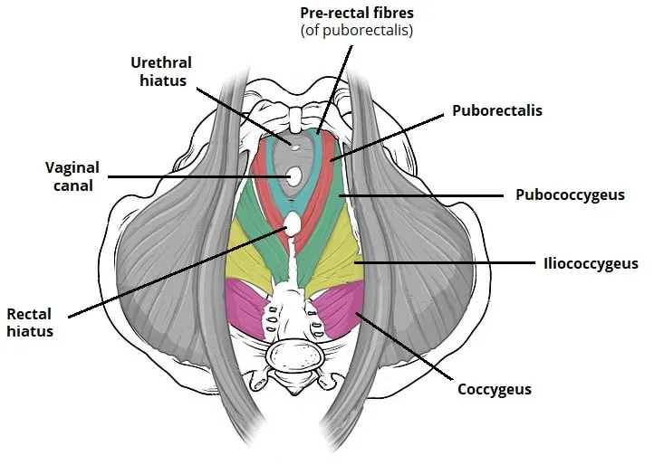 Female Pelvic Floor Muscles and Hiatuses