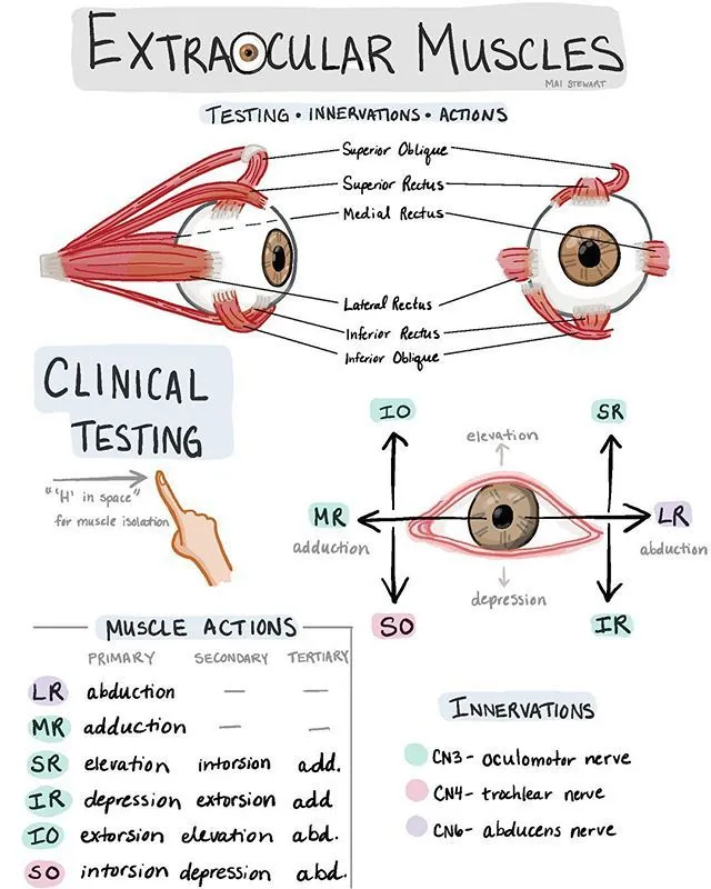 Extraocular Muscles: Anatomy, Actions, Innervations