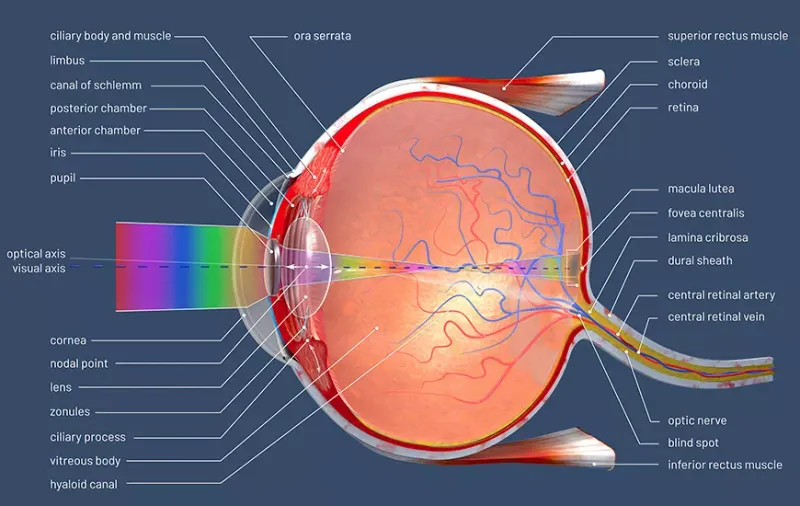 Cross-section of human eye with anatomical labels