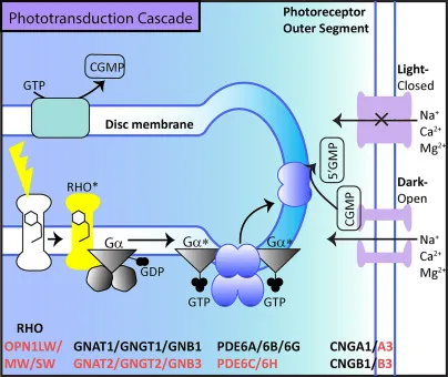 Phototransduction cascade in a photoreceptor cell