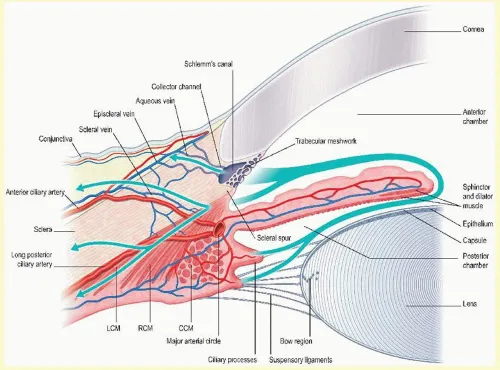 Aqueous Humor Dynamics and Lens Anatomy