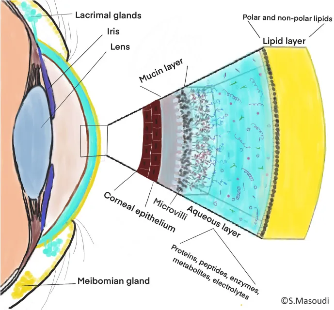 Tear film layers and corneal structure with biochemicals