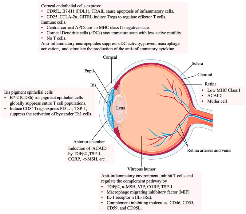 Ocular Immune Privilege Mechanisms