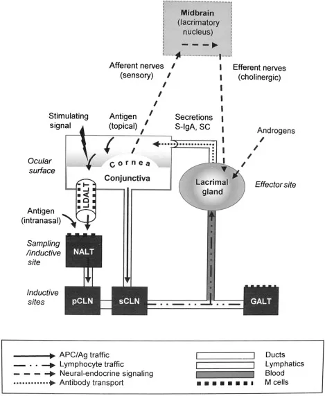 Ocular Immune System Diagram