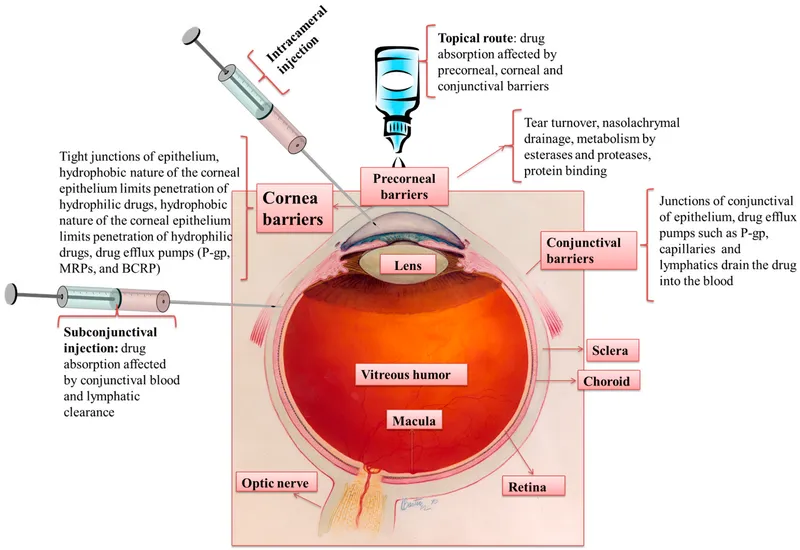 Ocular Drug Delivery Routes and Barriers