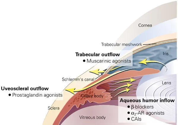 Glaucoma drug sites of action on aqueous humor pathways