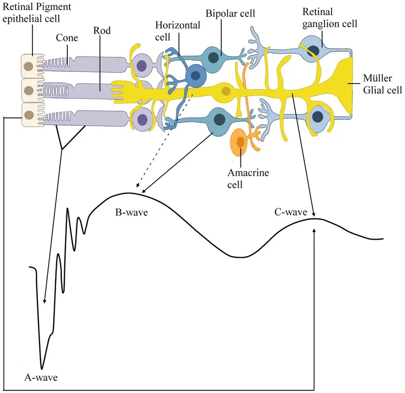 ERG waveform and retinal cell layers