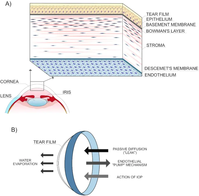Corneal layers and endothelial pump mechanism