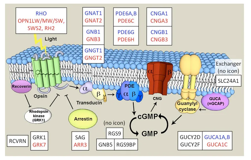 Phototransduction cascade