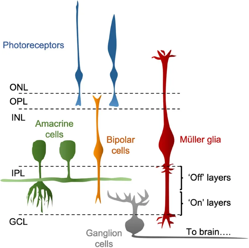 Retinal Neural Circuitry Diagram