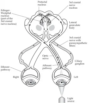 Pupillary Light Reflex Pathway
