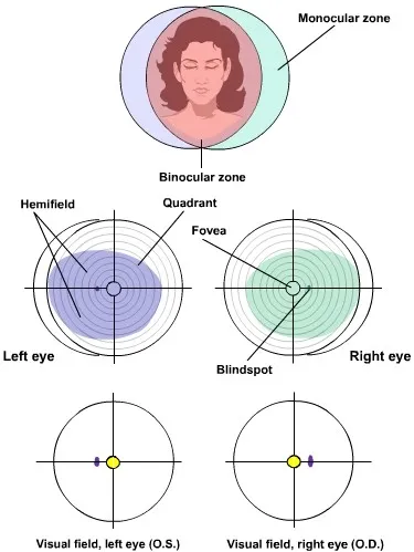 Visual field diagram