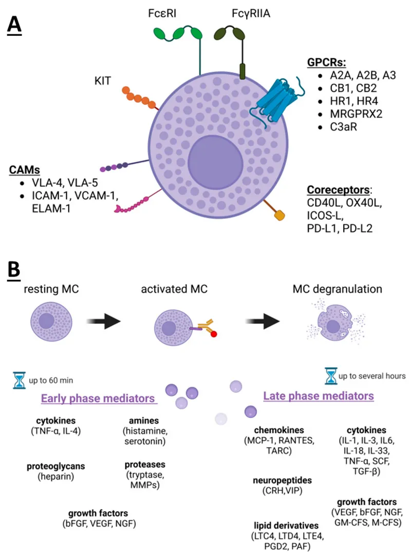 Mast cell activation and mediator release