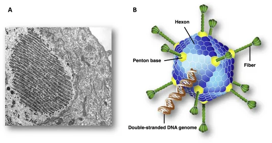 Adenovirus virion structure and inclusion bodies