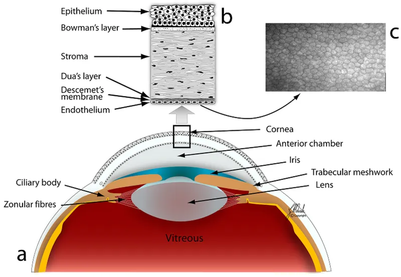 Corneal Anatomy Diagram with Layers and Endothelial Cells