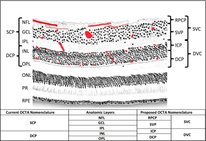 OCTA Nomenclature and Retinal Layers