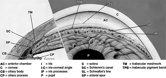 Anterior chamber angle anatomy