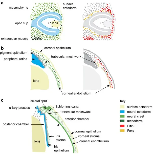 Development of anterior chamber angle