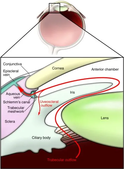 Aqueous humor outflow pathways
