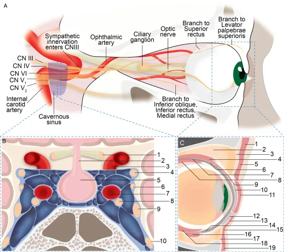 Cavernous sinus and cranial nerves III, IV, V, VI