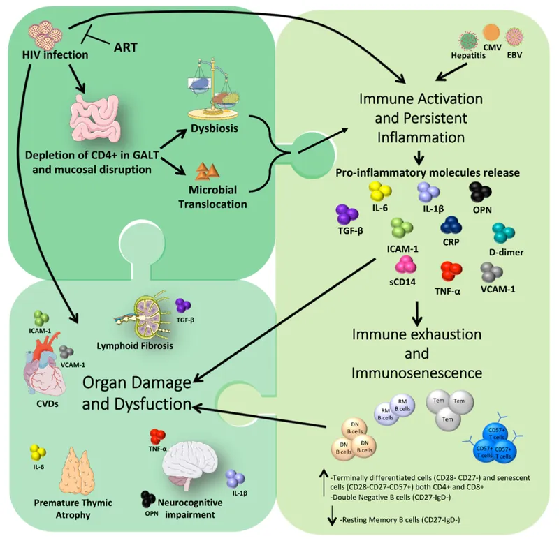 HIV infection, immune activation, and organ damage