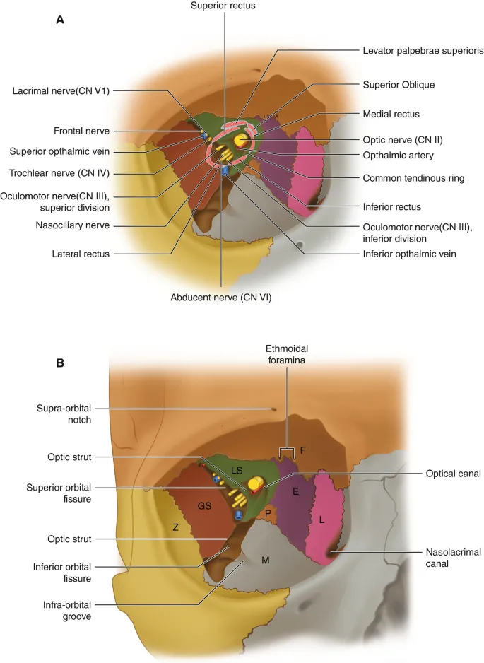 Cross-section of human orbit showing bones and foramina