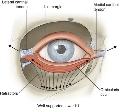 Anatomy of a well-supported lower eyelid