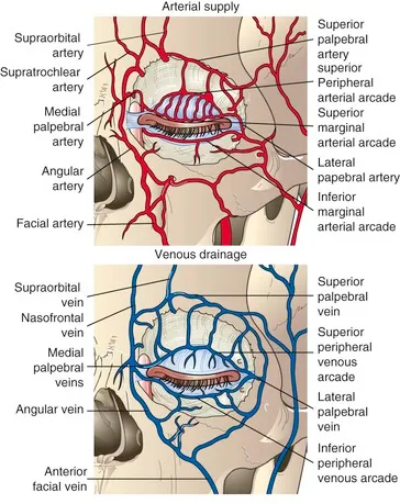 Eyelid Arterial Supply and Venous Drainage