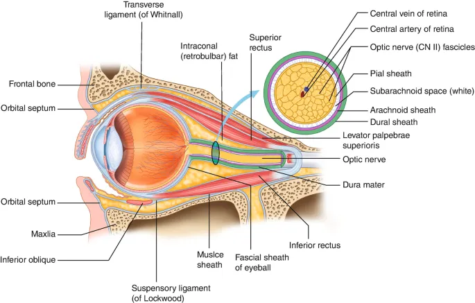 Orbital Anatomy Cross-Section