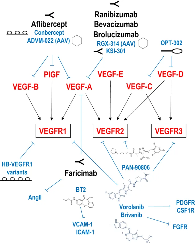 Anti-VEGF Agents and Their Targets