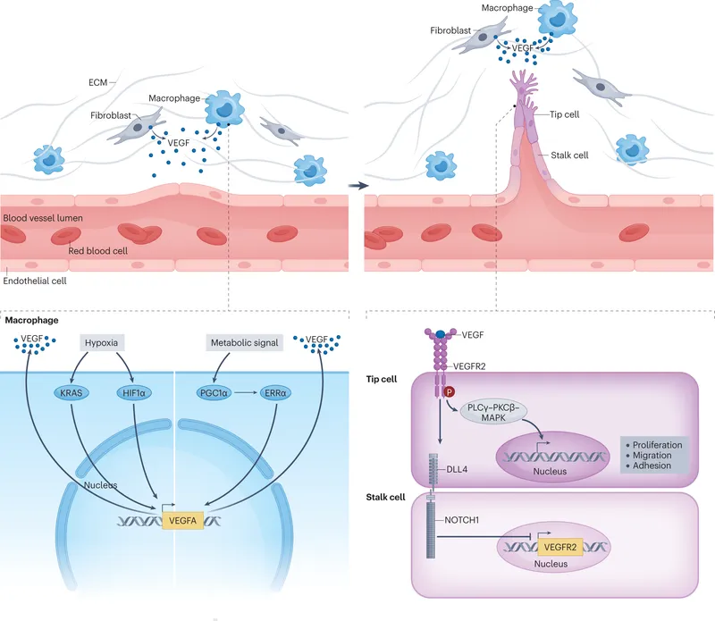 VEGF signaling and angiogenesis