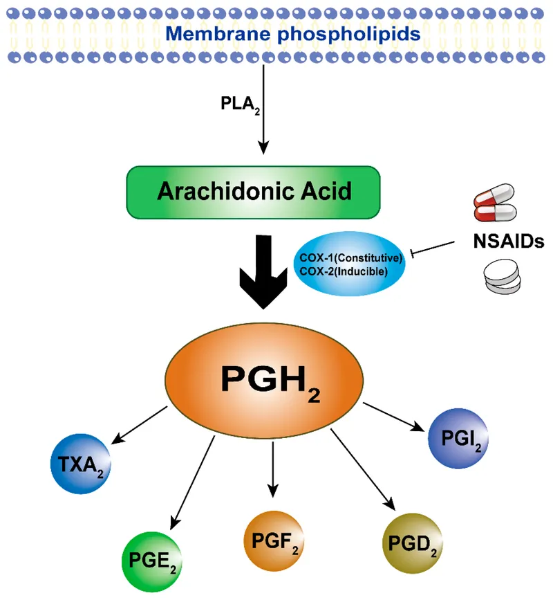 COX pathway and NSAID inhibition