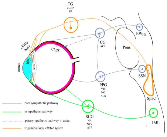 Autonomic innervation of iris and ciliary body