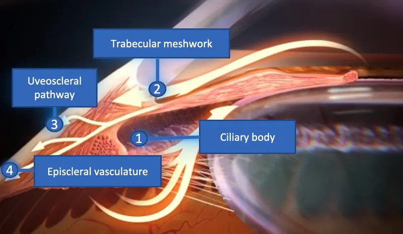 Aqueous humor outflow pathways