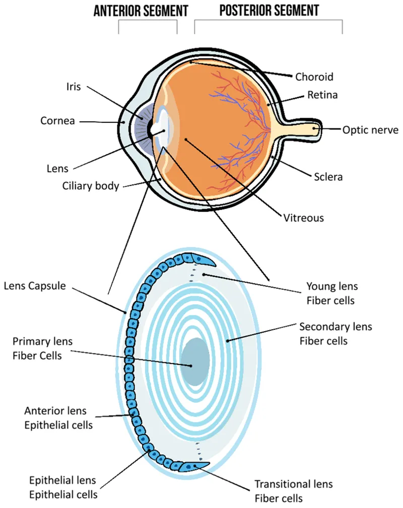 Eye anterior/posterior segments & lens anatomy